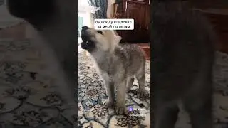 Спасла маленького щенка .