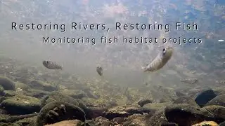 Restoring Rivers, Restoring Fish: Monitoring Fish Habitat Projects