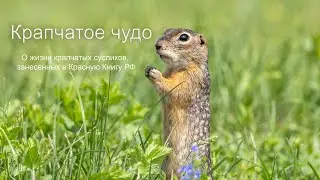 Крапчатое чудо