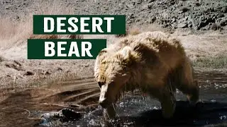 Mongolia's Gobi Bear: Protecting A National Symbol