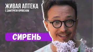 СИРЕНЬ Лекарственные св-ва / Как собирать /  Обезболивающая настойка  // Живая аптека 2