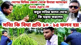 সত্যি কি এই জাত বিঘা প্রতি ১০ - ১৫ ফলন হয় ? | কচর লতির চাষ | কচু চাষের সময় @atikagro95
