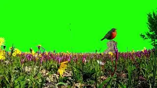 nature flowers effects green screen | green screen flower effect