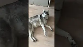 Хаски в квартире! Погром или уют? 