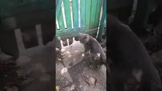 Как кот сам двери открывает. How the cat opens the door itself.