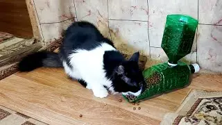 Мои коты от неё безумно счастливы Крутая самоделка Автокормушка для кошек