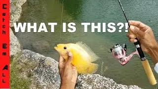 RIVER CHICKENS! Catching the Prettiest Fish in Freshwater!