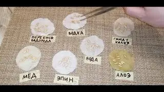 ☝👩🏻‍🌾🌱КАК БЫСТРО ПРОРАСТИТЬ СЕМЕНА? КАКОЙ РАСТВОР лучше? ЭКСПЕРИМЕНТ