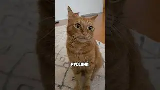 Кот научился понимать русский язык😺