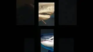 Apex Orca(Maneater) VS Megalodon