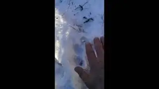 Следы амурского тигра в Якутии. 9 ноября 2021 г.