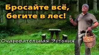 Бросайте всё, бегите в лес! Ограбленный огород и лес интеллигентов.