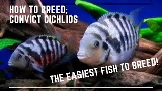 The Easiest Fish to Breed - How to Breed Convict Cichlids