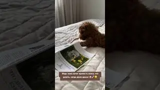 Марс и его тяга к знаниям 😂