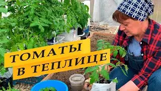 Посадка томатов теплицу
