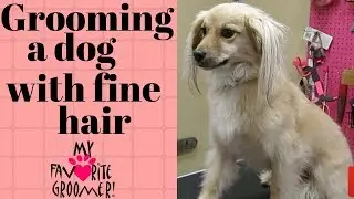 How to groom a dog with fine hair