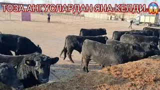 АНГУСЛАРНИ   ЗУРИДАН   996488623
