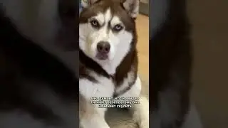 Интернет затягивает даже собак 😂 The Internet is addicting even dogs 😂