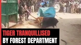 Tiger Tranquilised By Forest Officers After It Roams Into UP Village
