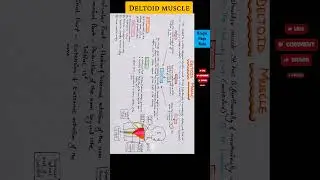 Deltoid muscle