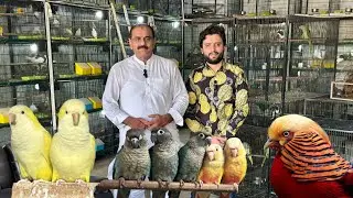 Multan Sunday Birds Rasheedabad 19 August 2024