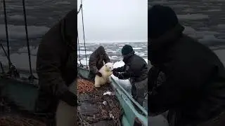 🐻‍❄️ Tiny Polar Bear's Heartwarming Rescue! 😍 #PolarBearRescue #WildlifeConservation #ArcticAnimals