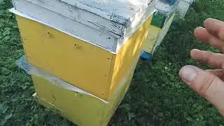 Пасека 30 июня Племенной материал ИО