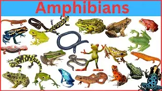 Amazing Amphibians || 100 Amphibians with Pictures