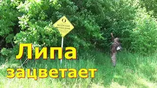 Приехал на липу / Липовый цвет.