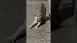 😀cat 