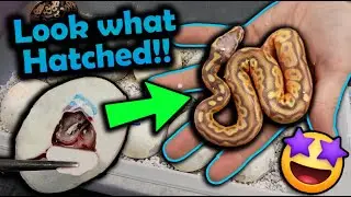 Baby Ball Pythons Hatching!! (We got a Surprise!)