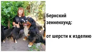 БЕРНСКИЙ ЗЕННЕНХУНД: ОТ ПУХА К НОСКАМ // прядение собачьей шерсти