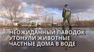 Крупный паводок в Татищево затопил зоопарк