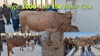 Ош Учкун мол бозори Сигирлар нархлари 26 Январь  1 чи видео
