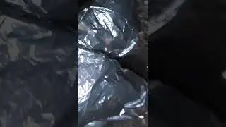 Нечто в лесу