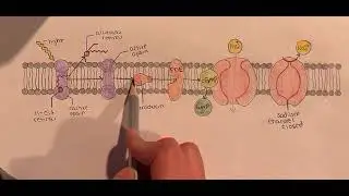 Phototransduction