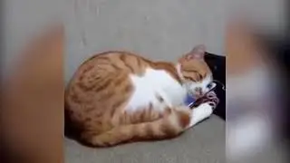Видео с очень верным котом расстрогало пользователей Сети