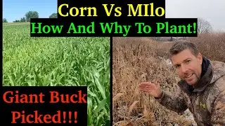 Sorghum Vs Corn | How To Plant Milo Food Plot! Deer Food & Bedding!