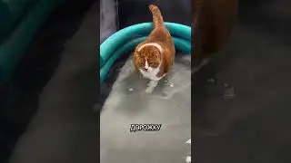 Маленький герой с большим пузиком 🐾