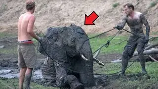 Мужчины спасли слонёнка. То что сделали слоны в ответ невероятно!