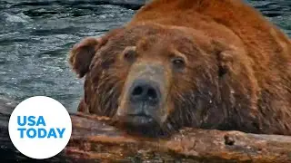 'Fat Bear Week' at Alaska's Katmai National Park is game of survival | USA TODAY