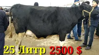 СИГРЛАРНИ ЗУРЛАРИ ШУ ЕРДА.НАМАНГАН ШАХАР САМАРКАНД САВХОЗ БОЗОРИ