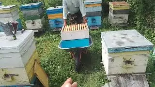Рой пчёл что делать?