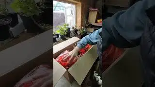 Саженцы голубики