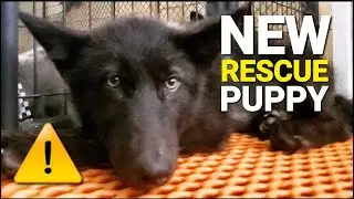 NEW Rescue Puppy!! - Meet RYUK the High Content Wolfdog