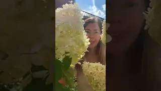От чего зависит цветение гортензий