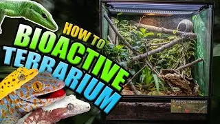 How To Setup A BIOACTIVE LIZARD TERRARIUM!! (LEAP habitats)