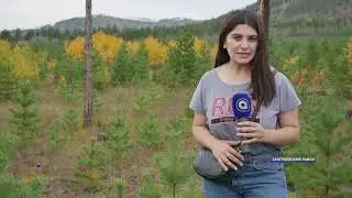 В Заиграевском районе Бурятии восстанавливают леса