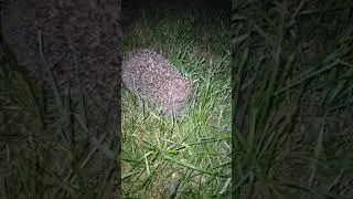 Санитары на пасеке!