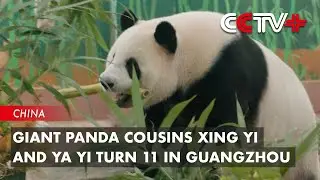 Giant Panda Cousins Xing Yi and Ya Yi Turn 11 in Guangzhou